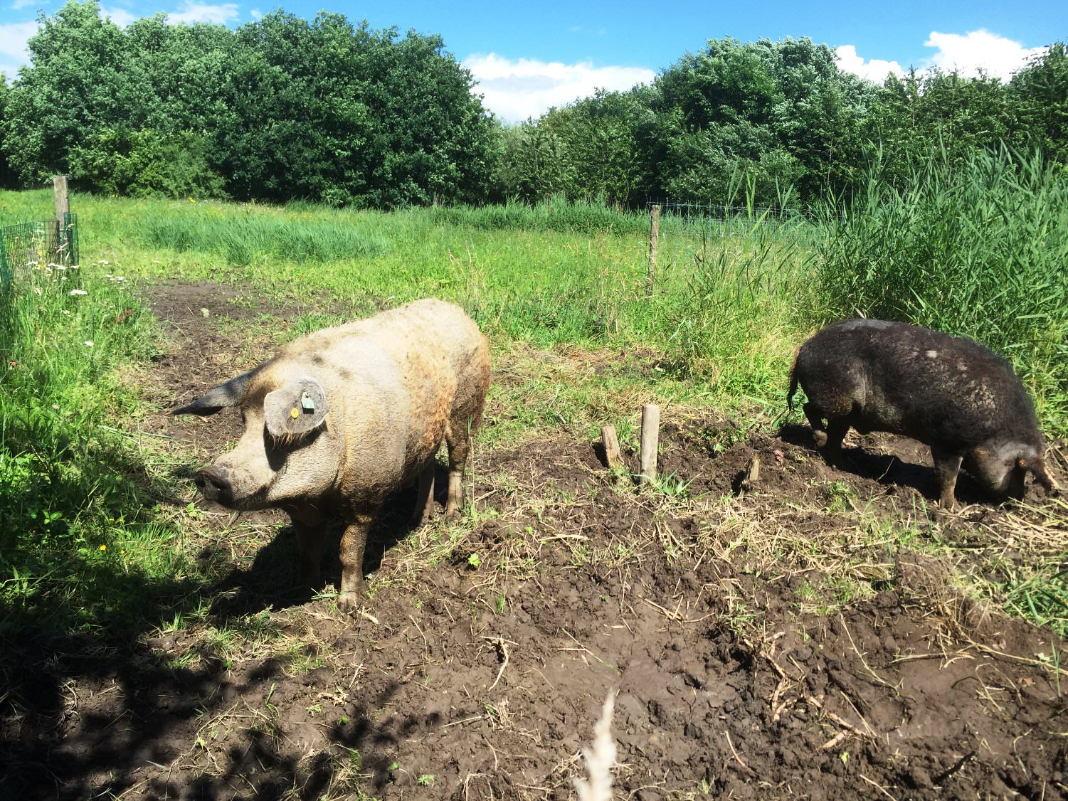 Waarom ik moeite heb met stalprotest van dierenactivisten