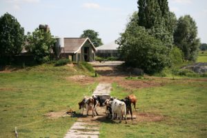 Vermast Fotografie - koeien bij Zwolle