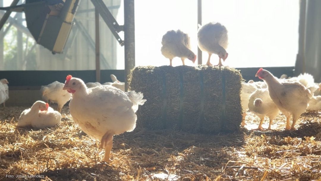 Oanjehoen van Swifterbant (Foto: Johan Leenders)